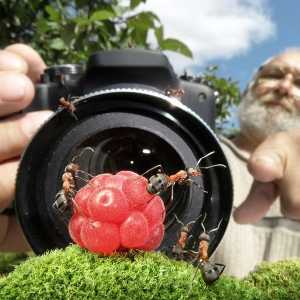 Фотошпалери з тварин