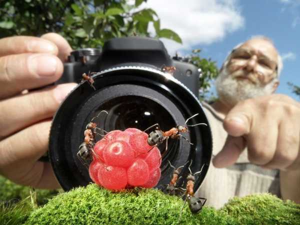 Фотошпалери з тварин